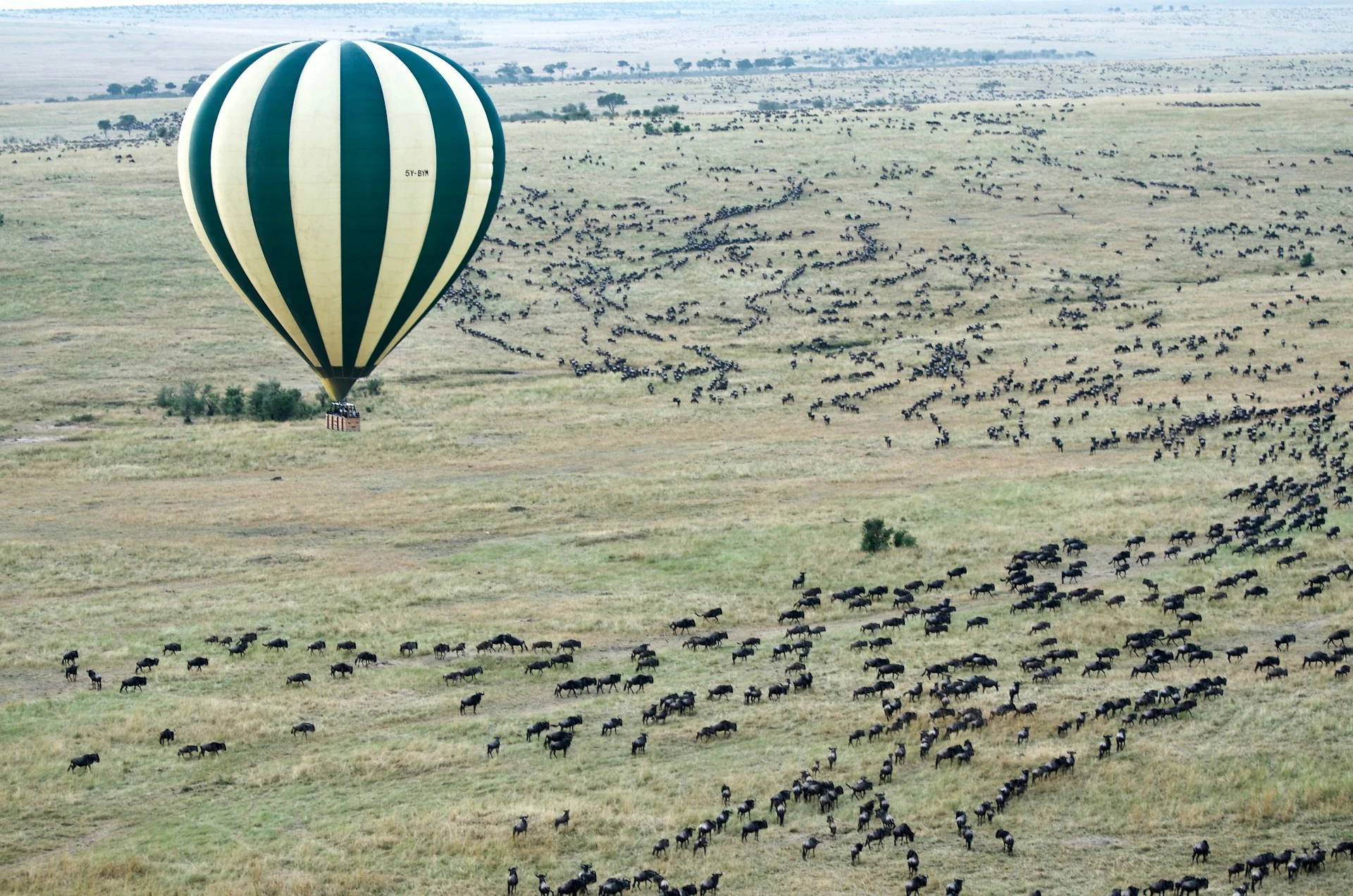 Above & Beyond Migration Experience safari