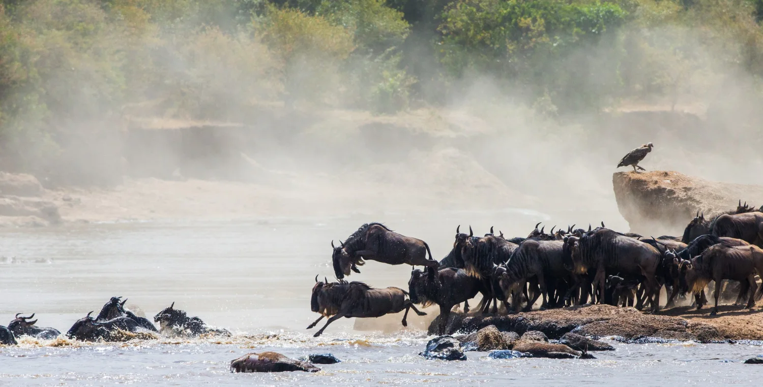 Luxury Northern Circuit & Great Migration