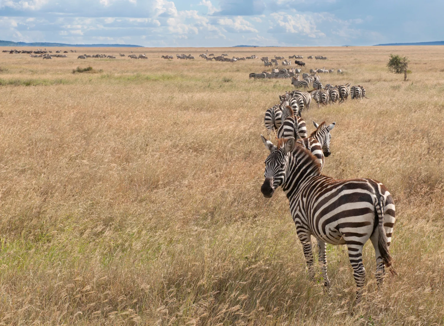 Classic Tanzania Wildlife Safari
