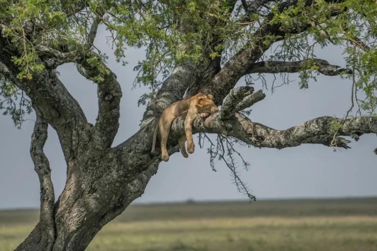 Lake Manyara Tree-Climbing Lions Safari