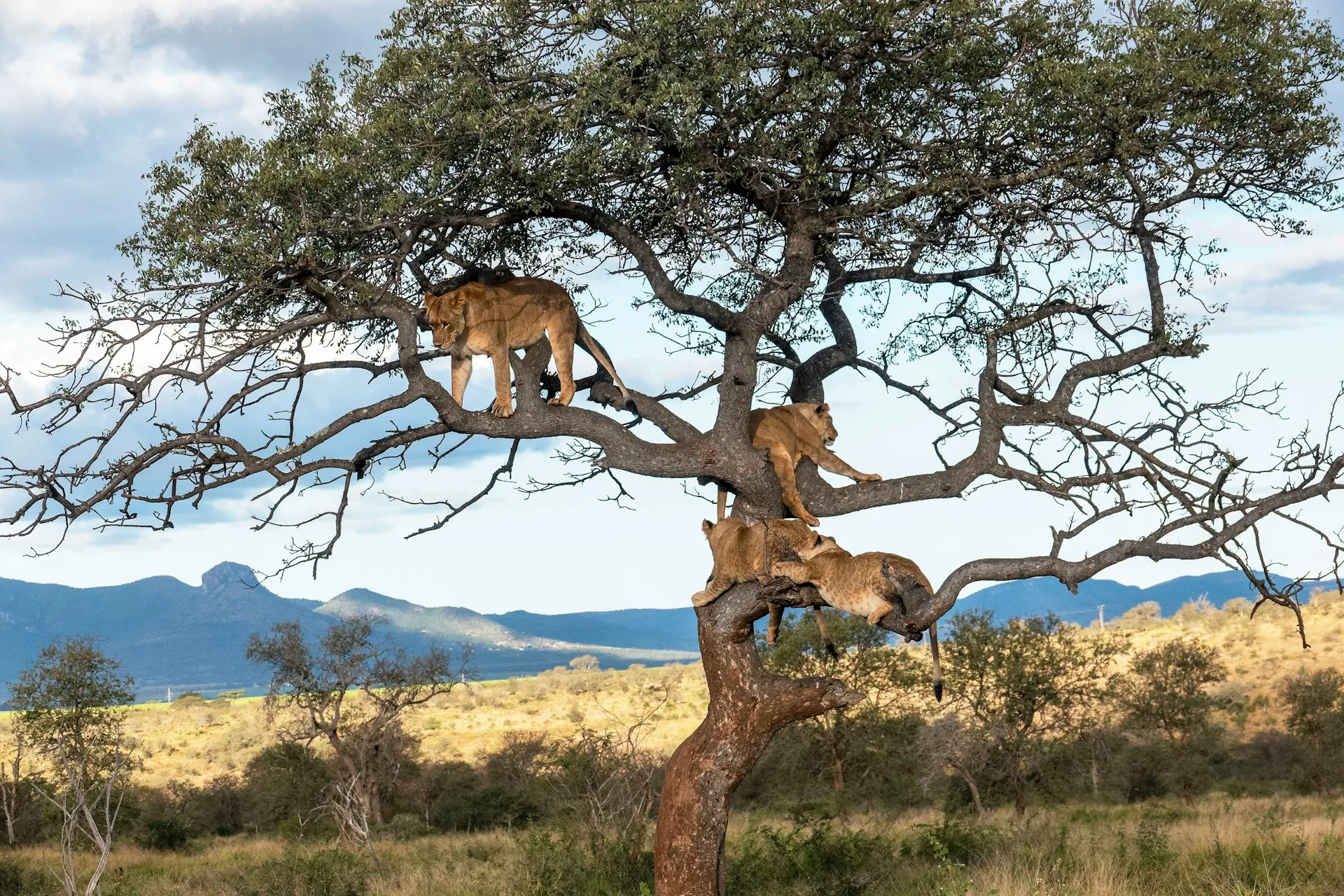 The Grand Northern Circuit Safari