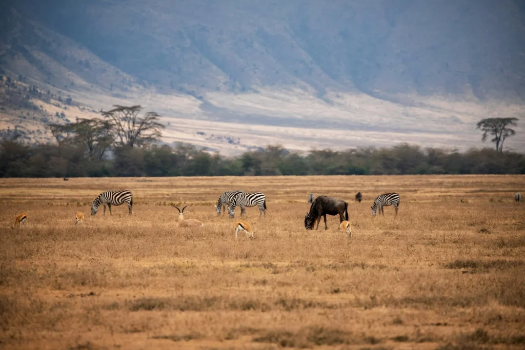 Ngorongoro Crater