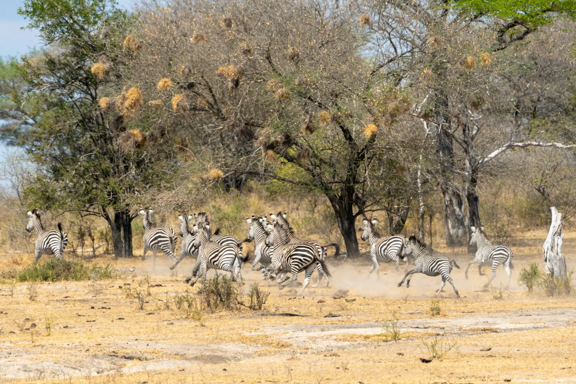 Selous Game Reserve