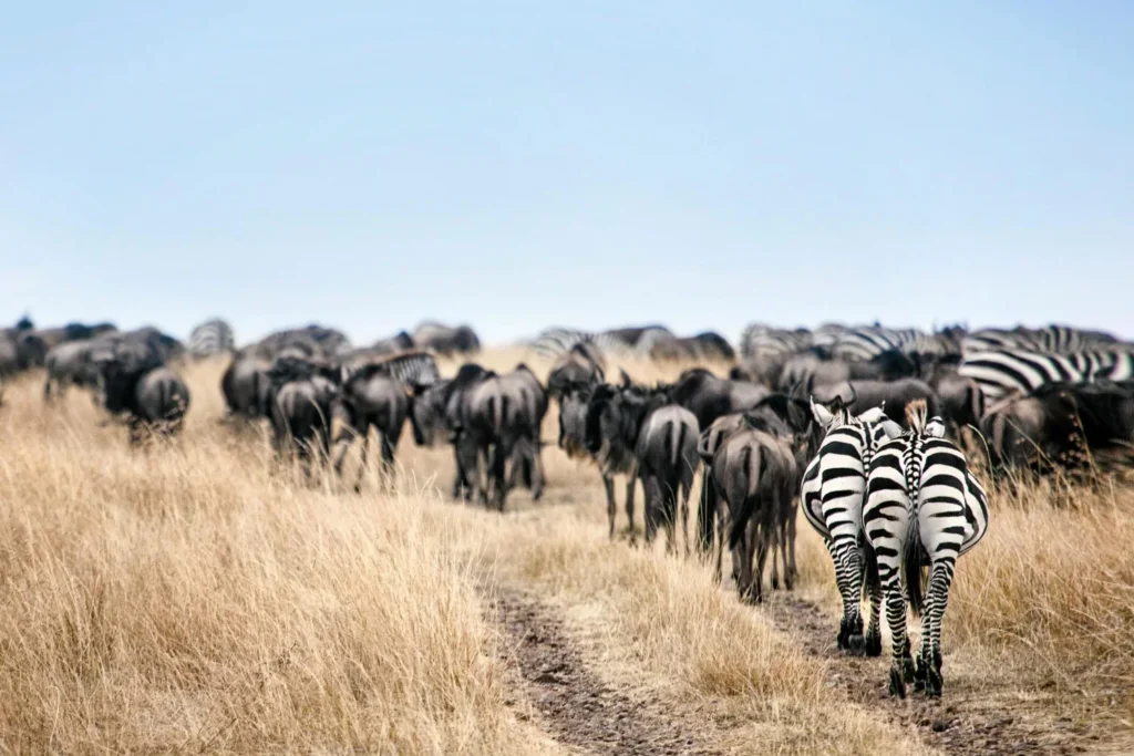 Serengeti National Park