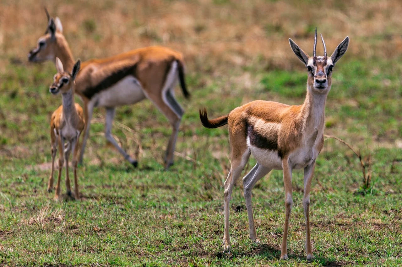 Ruaha National Park