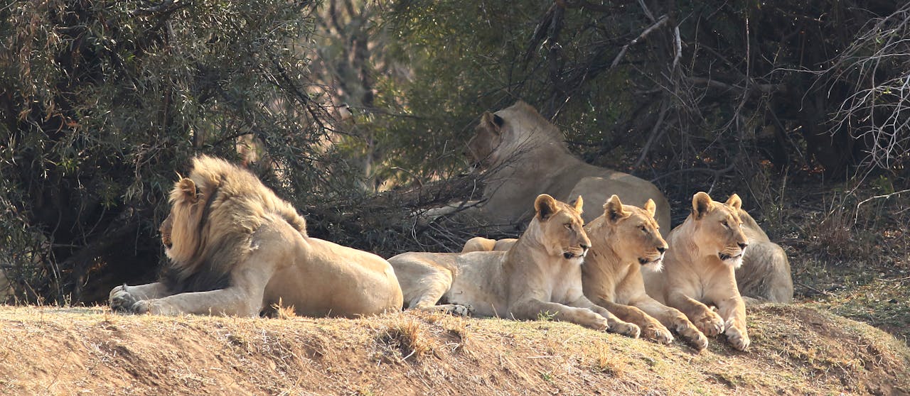 Saadani Beach-Bush Day Safari