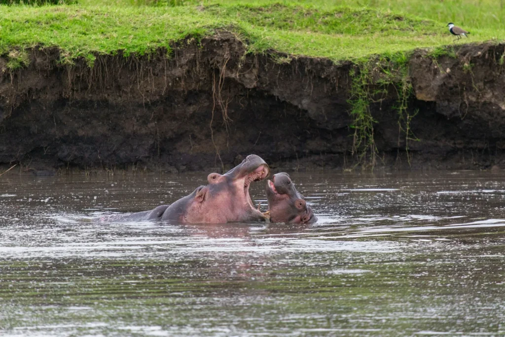 Mikumi National Park