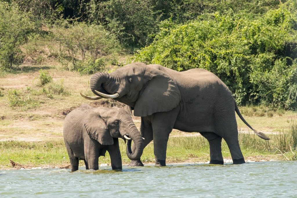 Saadani National Park