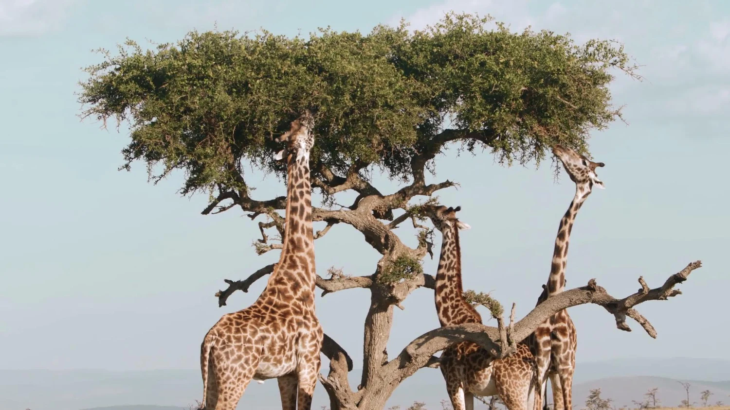 The Southern Coastal Safari