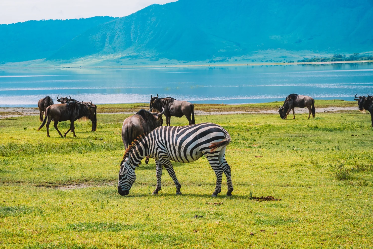 Ngorongoro Crater Day Safari
