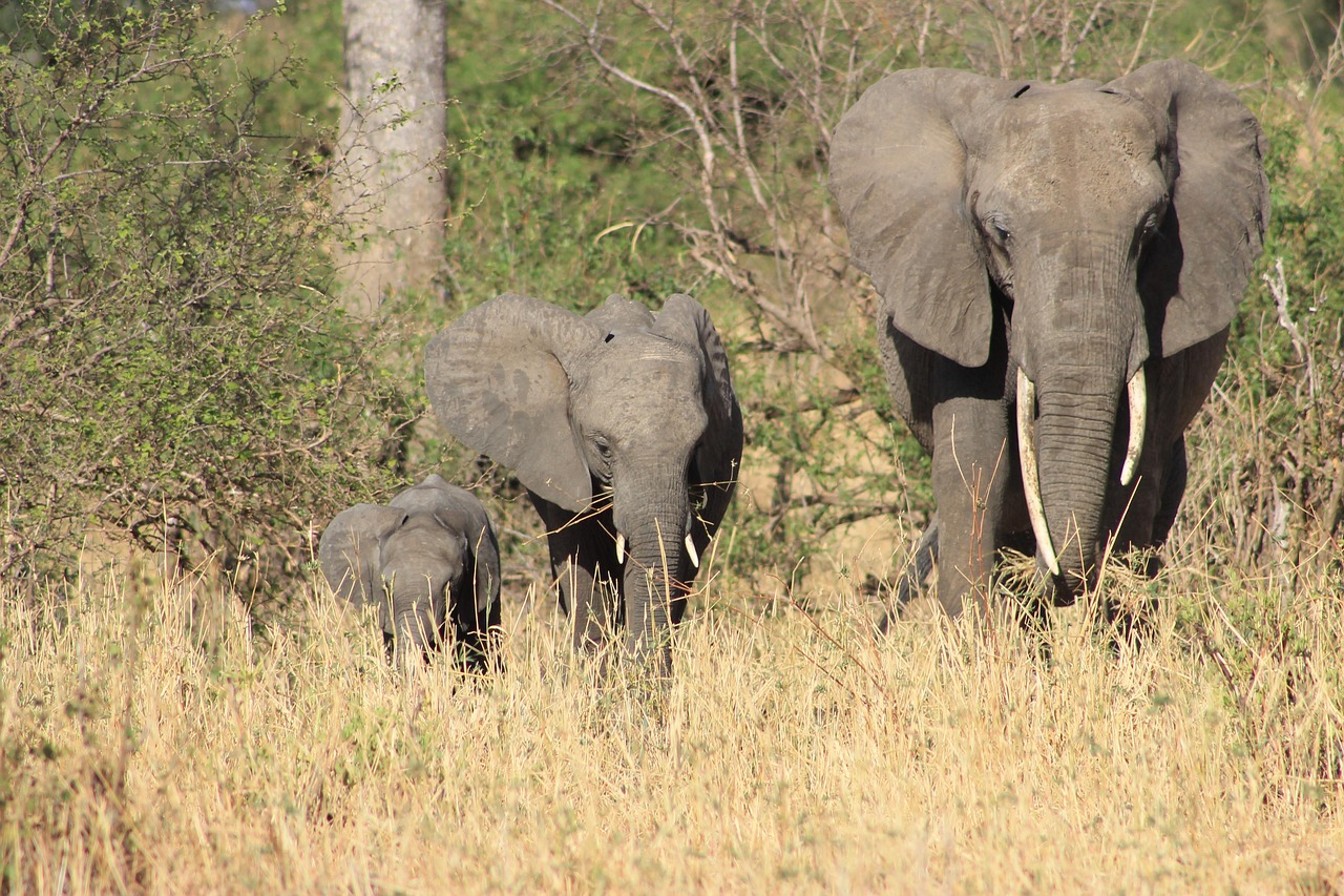 Tarangire Elephants Capital Day Safari