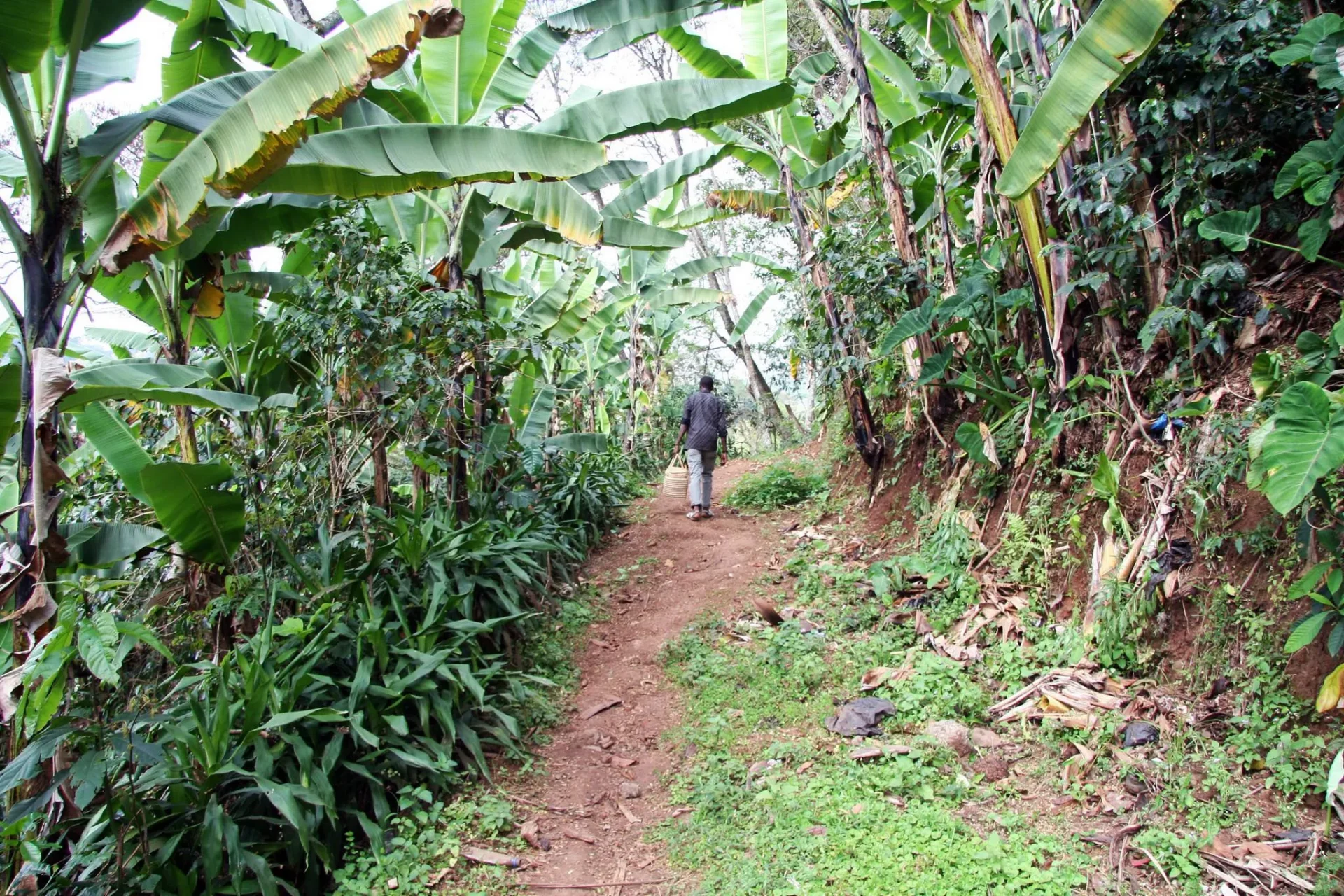 Materuni Waterfall Hike